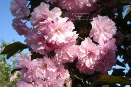 Сакура Канзан (Вишня дрібнопильчаста) (Prunus serrulata Kanzan) ФОТО Розсадник рослин Природа (3)