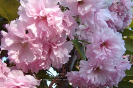 Сакура Канзан (Вишня дрібнопильчаста) (Prunus serrulata Kanzan) ФОТО Розсадник рослин Природа (4)