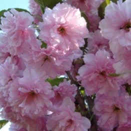 Сакура Канзан (Вишня дрібнопильчаста) (Prunus serrulata Kanzan) ФОТО Розсадник рослин Природа (5)