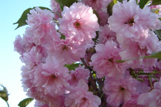 Сакура Канзан (Вишня дрібнопильчаста) (Prunus serrulata Kanzan) ФОТО Розсадник рослин Природа (5)