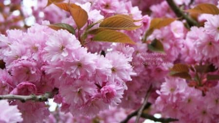 Сакура Канзан (Вишня дрібнопильчаста) (Prunus serrulata Kanzan) ФОТО Розсадник рослин Природа (6)