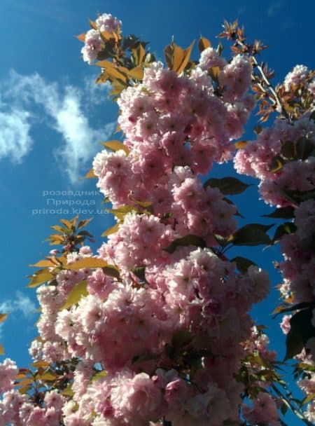 Сакура Канзан (Вишня дрібнопильчаста) (Prunus serrulata Kanzan) ФОТО Розсадник рослин Природа (7)