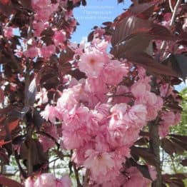 Сакура Роял Бургунді (Вишня дрібнопильчаста) (Prunus serrulata Royal Burgundy) ФОТО Розсадник рослин Природа (4)