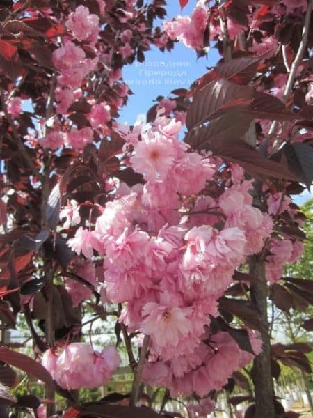 Сакура Роял Бургунді (Вишня дрібнопильчаста) (Prunus serrulata Royal Burgundy) ФОТО Розсадник рослин Природа (4)