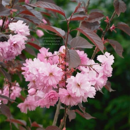 Сакура Роял Бургунді (Вишня дрібнопильчаста) (Prunus serrulata Royal Burgundy) ФОТО Розсадник рослин Природа (5)