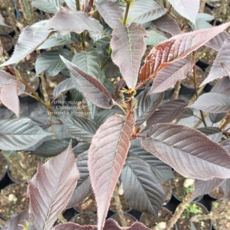 Сакура Роял Бургунді (Вишня дрібнопильчаста) (Prunus serrulata Royal Burgundy) Розсадник рослин Природа (6)