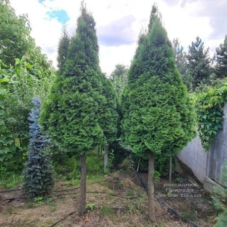 Туя західна Смарагд на штамбі (Thuja occidentalis Smaragd) ФОТО Розсадник рослин Природа (10)