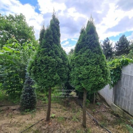 Туя західна Смарагд на штамбі (Thuja occidentalis Smaragd) ФОТО Розсадник рослин Природа (7)