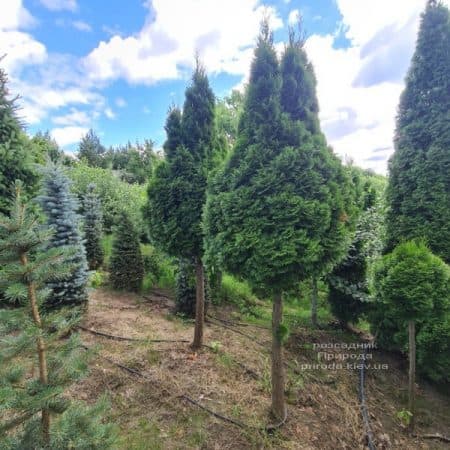 Туя західна Смарагд на штамбі (Thuja occidentalis Smaragd) ФОТО Розсадник рослин Природа (8)