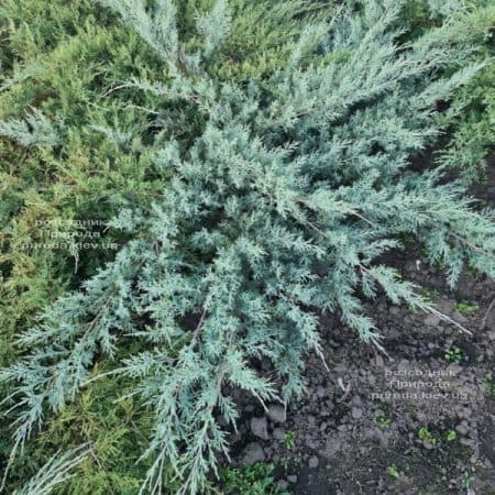 Ялівець віргінський Грей Оул (Juniperus virginiana Grey Owl) ФОТО Розсадник рослин Природа (1)