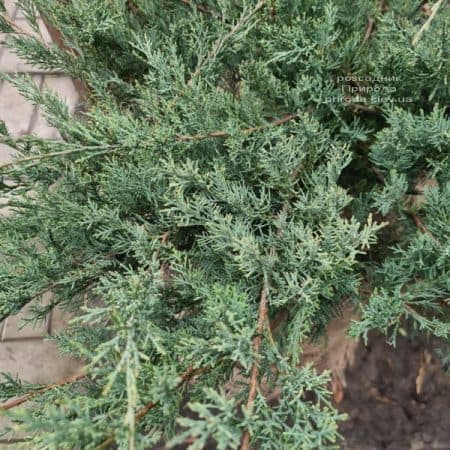 Ялівець віргінський Грей Оул (Juniperus virginiana Grey Owl) ФОТО Розсадник рослин Природа (2)