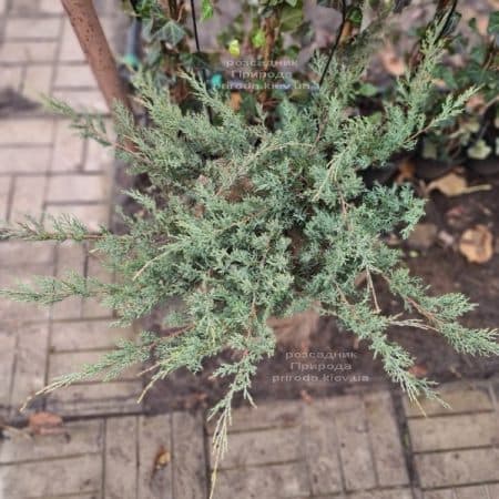Ялівець віргінський Грей Оул (Juniperus virginiana Grey Owl) ФОТО Розсадник рослин Природа (3)