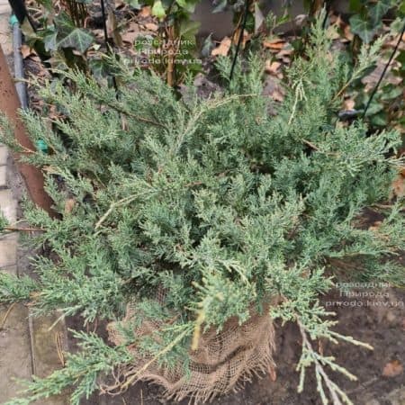 Ялівець віргінський Грей Оул (Juniperus virginiana Grey Owl) ФОТО Розсадник рослин Природа (4)