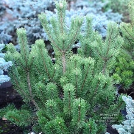 Сосна гірська піренейська гачковата (Pinus uncinata) ФОТО Розсадник рослин Природа (1)