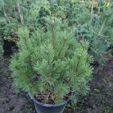 Сосна гірська піренейська гачкувата (Pinus uncinata) ФОТО Розсадник рослин Природа (3)