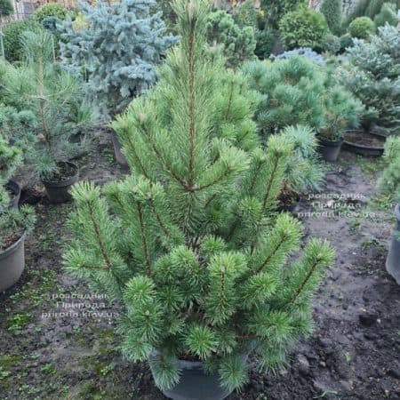 Сосна гірська піренейська гачковата (Pinus uncinata) ФОТО Розсадник рослин Природа (4)