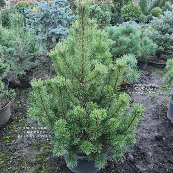 Сосна гірська піренейська гачкувата (Pinus uncinata) ФОТО Розсадник рослин Природа (4)