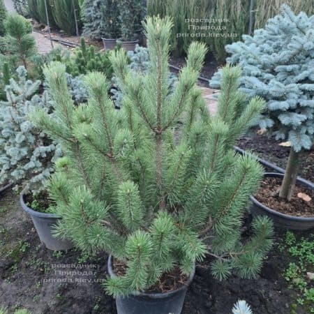 Сосна гірська піренейська гачковата (Pinus uncinata) ФОТО Розсадник рослин Природа (5)