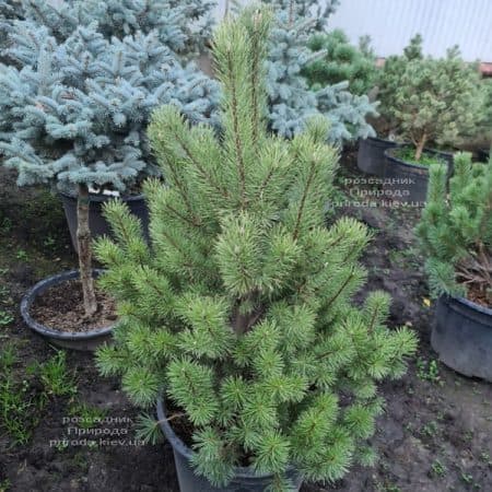 Сосна гірська піренейська гачковата (Pinus uncinata) ФОТО Розсадник рослин Природа (6)