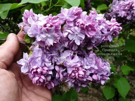 Бузок Мішель Бюхнер (Syringa vulgaris Michel Buchner) ФОТО Розсадник рослин Природа (1)