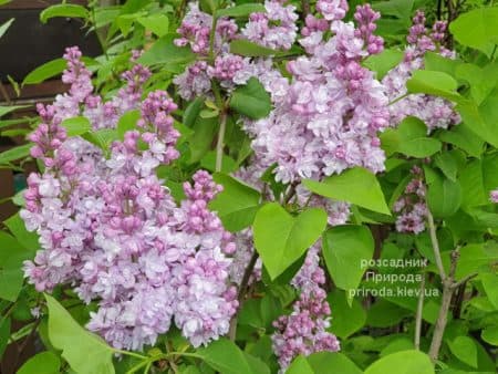 Бузок Мішель Бюхнер (Syringa vulgaris Michel Buchner) ФОТО Розсадник рослин Природа (2)