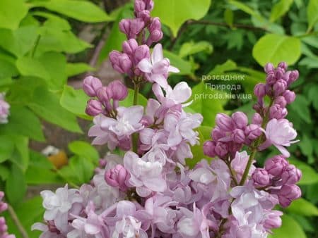 Бузок Мішель Бюхнер (Syringa vulgaris Michel Buchner) ФОТО Розсадник рослин Природа (3)