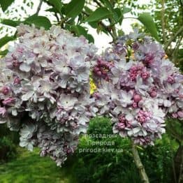 Бузок Мішель Бюхнер (Syringa vulgaris Michel Buchner) ФОТО Розсадник рослин Природа (4)