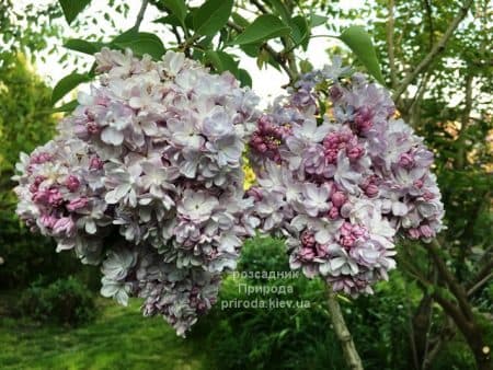 Бузок Мішель Бюхнер (Syringa vulgaris Michel Buchner) ФОТО Розсадник рослин Природа (4)