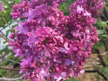 Бузок Президент Лубе (Syringa vulgaris President Loubet) ФОТО Розсадник рослин Природа (10)