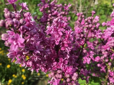 Бузок Президент Лубе (Syringa vulgaris President Loubet) ФОТО Розсадник рослин Природа (13)