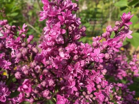 Бузок Президент Лубе (Syringa vulgaris President Loubet) ФОТО Розсадник рослин Природа (14)