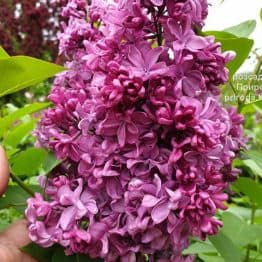 Бузок Президент Лубе (Syringa vulgaris President Loubet) ФОТО Розсадник рослин Природа (2)