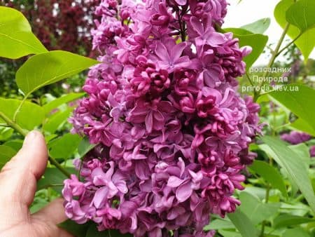 Бузок Президент Лубе (Syringa vulgaris President Loubet) ФОТО Розсадник рослин Природа (2)