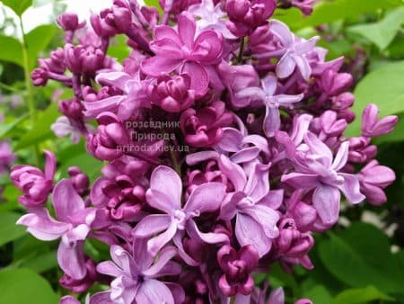 Бузок Президент Лубе (Syringa vulgaris President Loubet) ФОТО Розсадник рослин Природа (4)