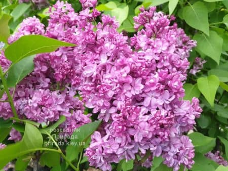 Бузок Президент Лубе (Syringa vulgaris President Loubet) ФОТО Розсадник рослин Природа (5)