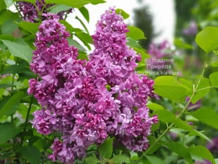 Бузок Президент Лубе (Syringa vulgaris President Loubet) ФОТО Розсадник рослин Природа (6)