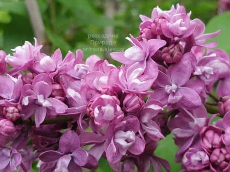 Бузок Президент Лубе (Syringa vulgaris President Loubet) ФОТО Розсадник рослин Природа (7)