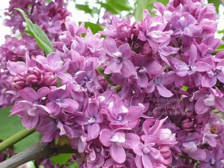 Бузок Президент Лубе (Syringa vulgaris President Loubet) ФОТО Розсадник рослин Природа (8)