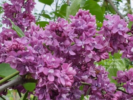 Бузок Президент Лубе (Syringa vulgaris President Loubet) ФОТО Розсадник рослин Природа (9)