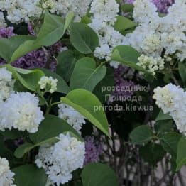 Бузок Принцеса Клементина (Syringa Princesse Clementine) ФОТО Розсадник рослин Природа (1)