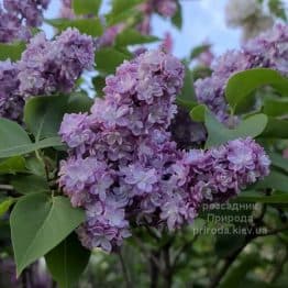 Бузок Тарас Бульба (Syringa vulgaris Taras Bulba) ФОТО Розсадник рослин Природа (1)