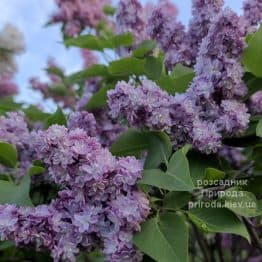 Бузок Тарас Бульба (Syringa vulgaris Taras Bulba) ФОТО Розсадник рослин Природа (5)