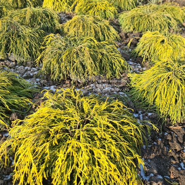 Кіпарисовик горохоплідний Санголд (Chamaecyparis pisifera Sungold) ФОТО Розсадник рослин Природа (11)