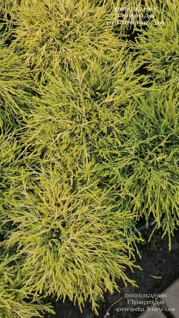 Кіпарисовик горохоплідний Санголд (Chamaecyparis pisifera Sungold) ФОТО Розсадник рослин Природа (5)
