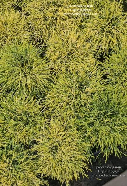 Кіпарисовик горохоплідний Санголд (Chamaecyparis pisifera Sungold) ФОТО Розсадник рослин Природа (7)