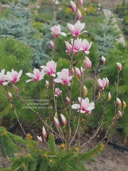 Магнолія Суланжа (Magnolia soulangeana) ФОТО Розсадник рослин Природа (14)