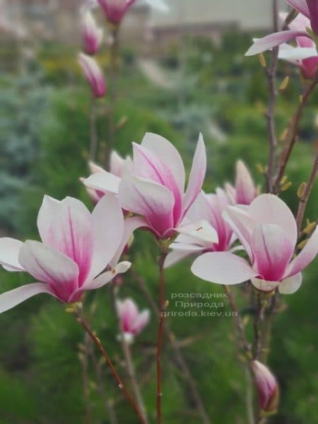 Магнолія Суланжа (Magnolia soulangeana) ФОТО Розсадник рослин Природа (15)