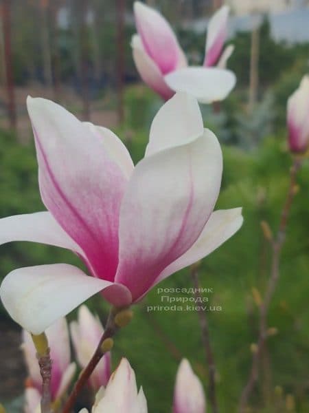 Магнолія Суланжа (Magnolia soulangeana) ФОТО Розсадник рослин Природа (16)