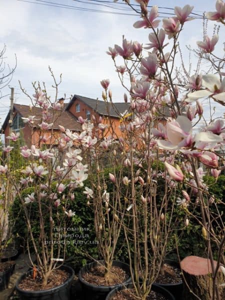 Магнолія Суланжа (Magnolia soulangeana) ФОТО Розсадник рослин Природа (18)