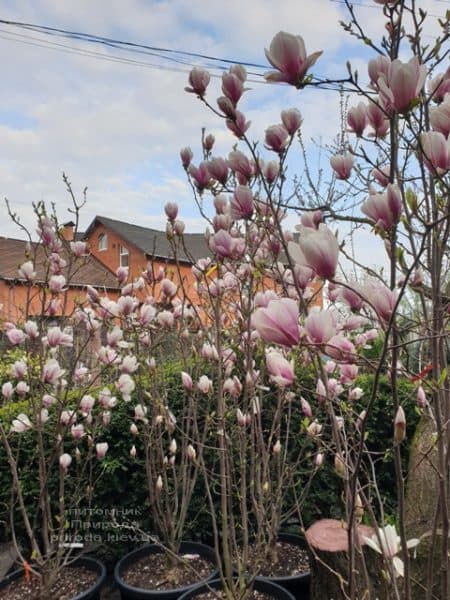 Магнолія Суланжа (Magnolia soulangeana) ФОТО Розсадник рослин Природа (19)